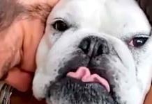 Eugenio Derbez comparte emotivo mensaje tras la muerte de Fiona, su perra bulldog (video)