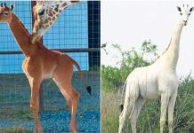 Los ejemplares más exóticos de jirafa que hay registro