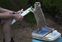 Desde el tigre hasta la tarántula, el Zoo de Londres realiza el pesaje anual de animales (FOTOS)