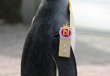 Pingüino se convierte en mayor general en Noruega