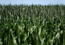 Canadá acusa a México de violar el T-MEC por prohibir el uso de maíz transgénico