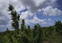 Bahamas apunta a ley para legalizar uso médico y religioso de marihuana