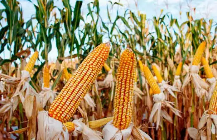 Presentan el plan nacional del maíz nativo en México