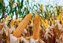 Importancia cultural y nutricional del maíz en América Latina Importancia cultural y nutricional del maíz en América Latina