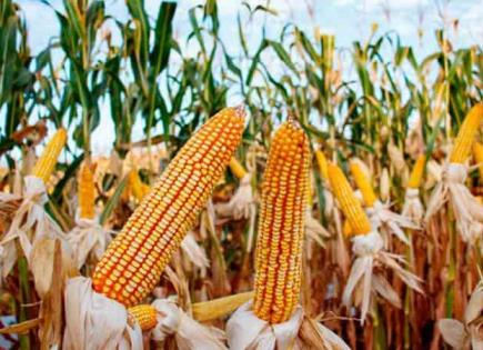 Disputa comercial entre México y Estados Unidos por el maíz transgénico