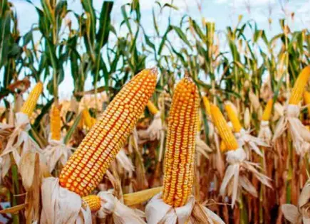 Presentan el plan nacional del maíz nativo en México Presentan el plan nacional del maíz nativo en México