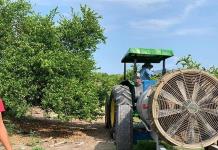 Limoneros de municipios vecinos apoyan producción