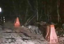 Captan a jaguar recorriendo las obras de Tramo 5 en Tulum