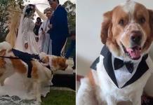 Perro conquista con atuendo para asistir a boda