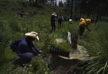 La tala acecha los bosques de la Ciudad de México pese a intentos por reforestarlos