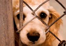 Mueren por maltrato 60 mil mascotas