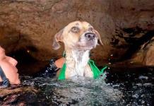 Buzos rescatan a perra atrapada en un cenote en Yucatán Buzos rescatan a perra atrapada en un cenote en Yucatán
