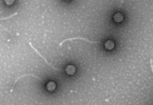 Fagos, los virus come bacterias para combatir la resistencia a los antibióticos