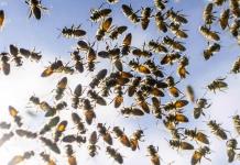 Alerta en Canadá por millones de abejas que cayeron de camión que las transportaba