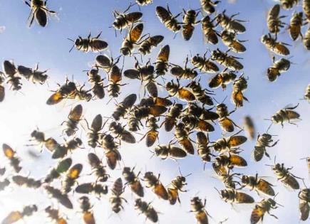 Reporte de nuevos ataques de abejas en Sinaloa