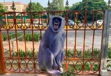 Nueva Delhi despliega espantamonos para ahuyentar a los primates de la cumbre del G20