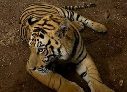 Muerte de Braulio, el tigre de bengala en ANP