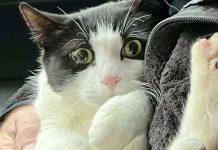 Pareja de Alaska se reencuentra con su gato 26 días después de que su casa se desplomó sobre un río