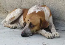 Enfermedad de lyme en perros: Causas, síntomas y prevención