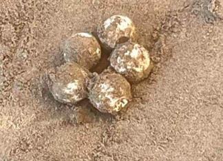 Protegen playas por desove de tortugas en Sinaloa