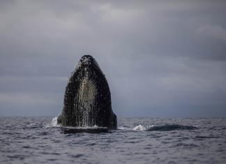 Turismo ambiental en el Pacífico colombiano gira alrededor de las ballenas jorobadas