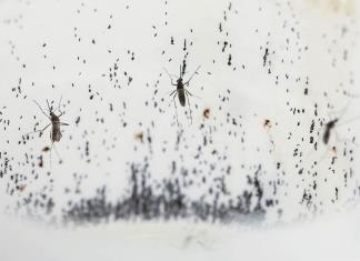 Los mosquitos: de enemigos a aliados contra el dengue