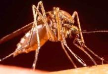 Declaración de Emergencia por Dengue en Perú