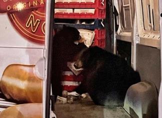 Dos osos saquean camioneta de donas que hacía entregas en Alaska