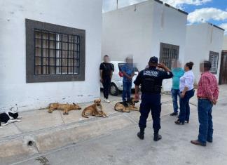 MUEREN 4 PERROS POR ENVENENAMIENTO COLECTIVO EN VILLA DE POZOS