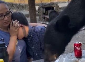 Graban a oso en picnic; se come tacos y enchiladas (video)