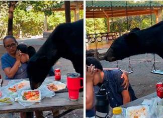 Oso negro irrumpe en picnic familiar