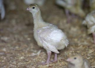 Gripe aviar mortal reaparece en aves de corral para consumo humano en EEUU