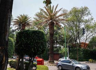 Palmeras, sustituidas por nuevo arbolado