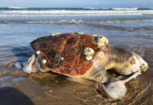 ONG binacional pide a EEUU sanciones comerciales para México por pesca ilegal de tortugas