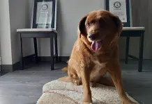 Conoce los olores que irritan a tu mascota