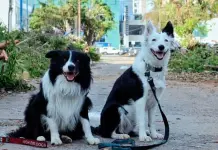 Perros rescatistas buscan sobrevivientes en Acapulco