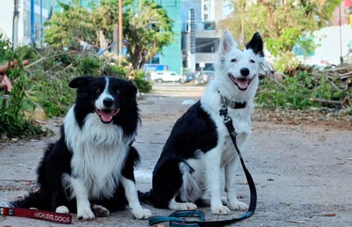 Perros rescatistas buscan sobrevivientes en Acapulco Perros rescatistas buscan sobrevivientes en Acapulco