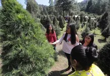 Profepa revisar&aacute; &aacute;rboles de Navidad importados para prevenir plagas