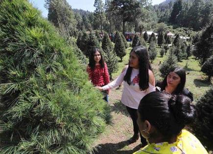 Profepa revisará árboles de Navidad importados para prevenir plagas