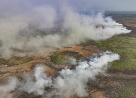 Jaguares en riesgo: Los incendios amenazan su hábitat en Pantanal