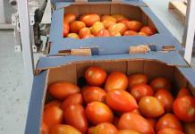 Es SLP segundo exportador de tomate a EUA