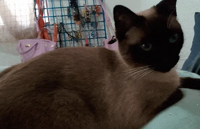 Las razones por las que los gatos saben retornar a su hogar