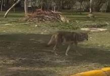 Video | Captan a coyote merodeando en R&iacute;o Santiago y Sierra Leona
