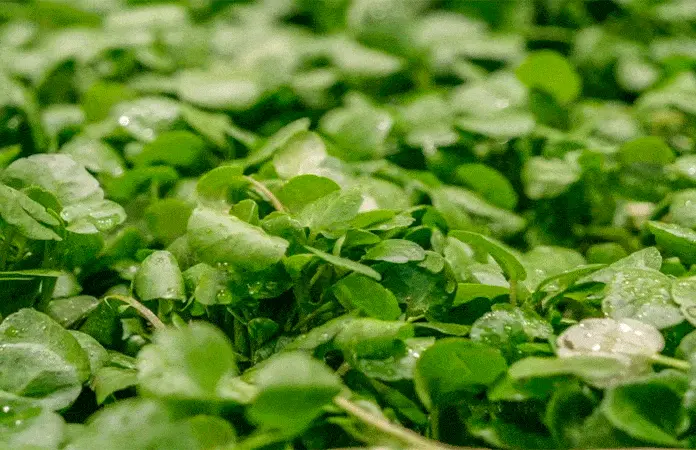 Berro: el vegetal que controla la glucosa y beneficia la salud