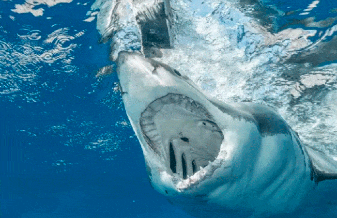 Tiburón toro ataca y mata a mujer en playa de Jalisco