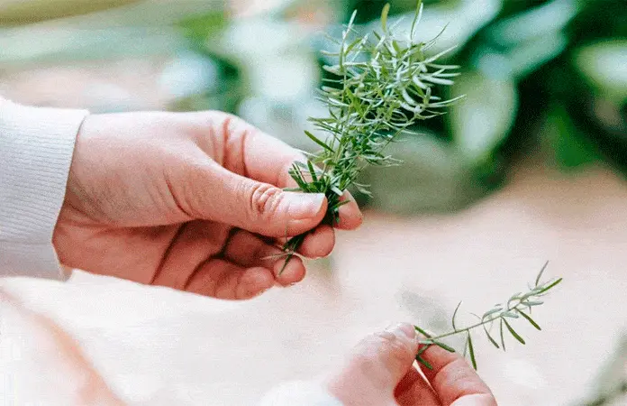 La hierba de romero y sus beneficios para la memoria La hierba de romero y sus beneficios para la memoria