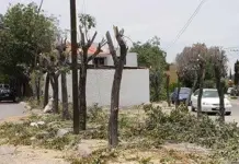 Van m&aacute;s de 100 sanciones por tala o poda de &aacute;rboles sin permiso