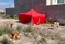 Video | En Villa Magna piden cárcel para asesinos de perros; ya reúnen pruebas