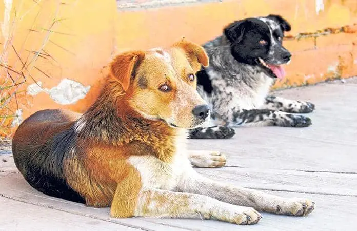 Cómo proteger a una mascota contra los ruidos de la pirotecnia