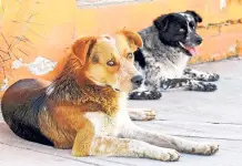 Animalistas exigen al Congreso que prohíba pirotecnia